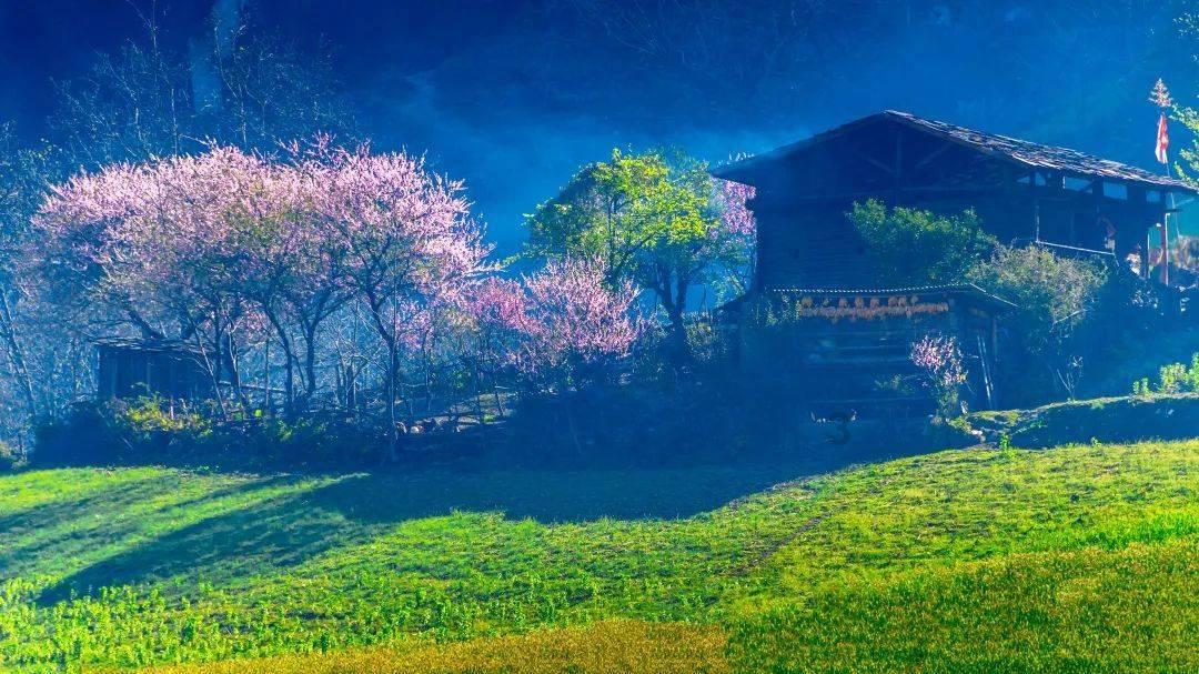 大豆出苗前可以用烟嘧莠去津除草吗视频？